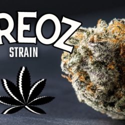 420dc.com-oreoz-strain-1200x675